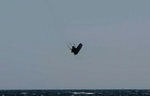 kites