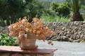 ambient-ibiza_finca_can_forca-3675