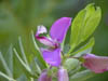 Blüten_3