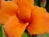 Blüten_5