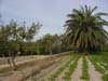 Finca_Garten